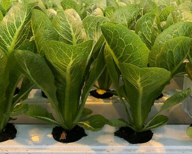 Kapoho Aquaponics Lettuce Channels Kailua-Kona