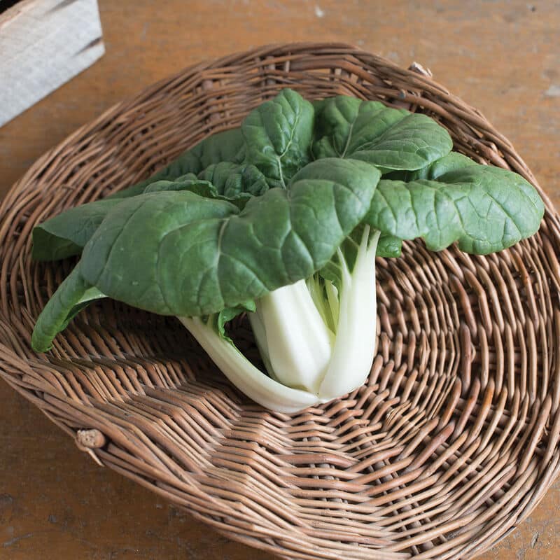 Asian Delight Pak Choi Kapoho Aquaponics