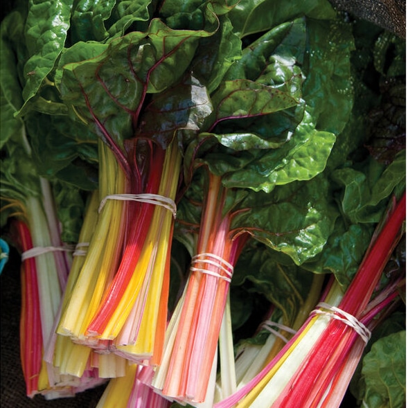 Bright Lights Swiss Chard Kapoho Aquaponics