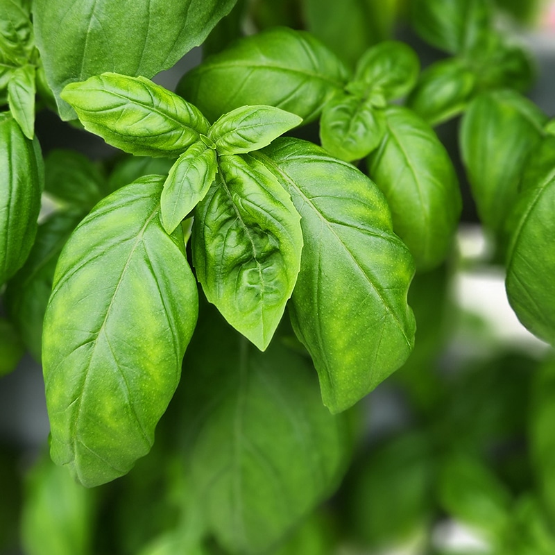 Basil Kapoho Aquaponics