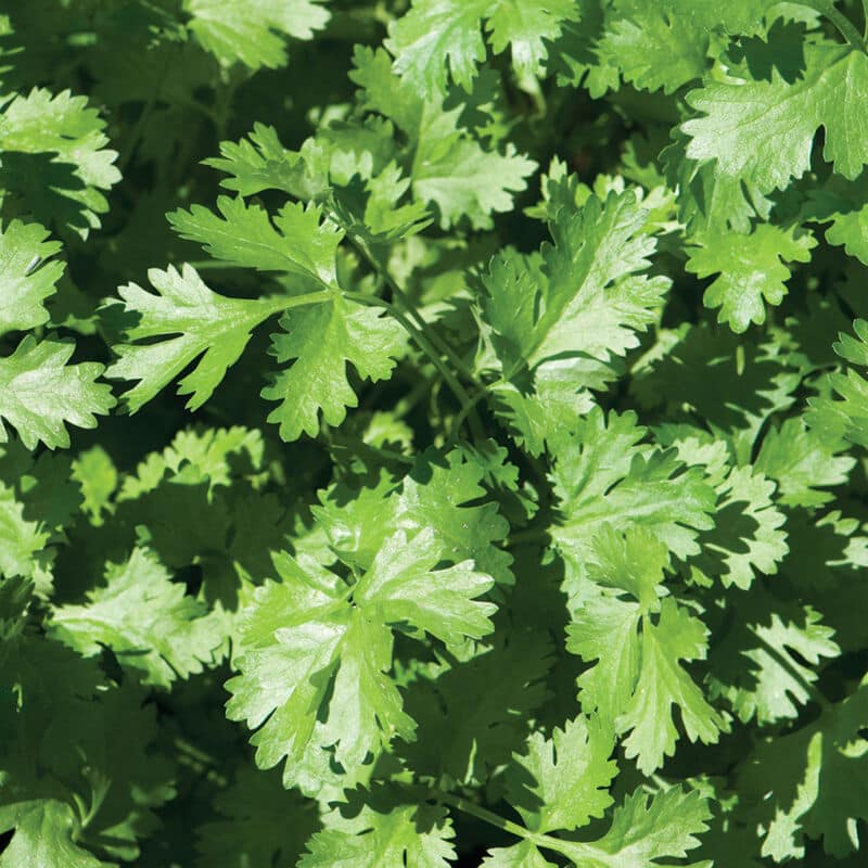 Cilantro Kapoho Aquaponics