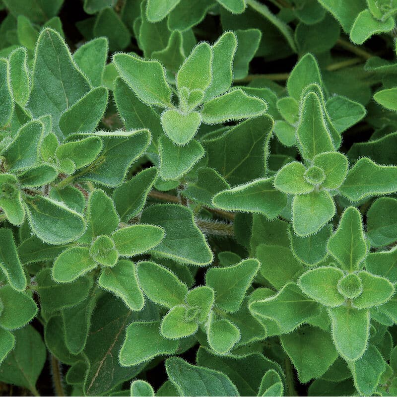 Greek Oregano Kapoho Aquaponics Hawaii