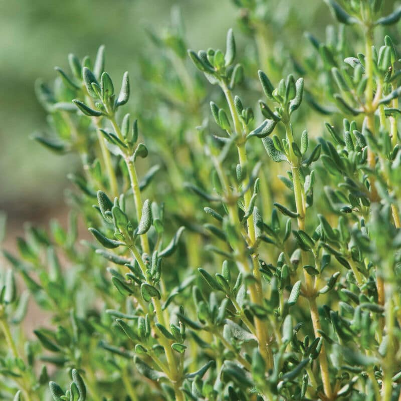 German Thyme Kapoho Aquaponics Hawaii