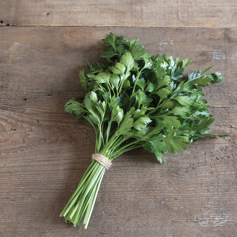 Italian Parsley Kapoho Aquaponics Hawaii