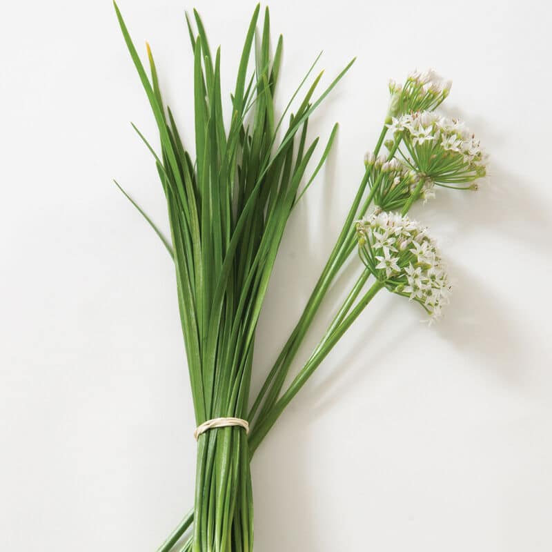 Garlic Chives Kapoho Aquaponics Hawaii